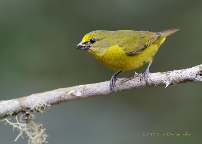 Thick-billed Euphonia (Euphonia laniirostris) photo