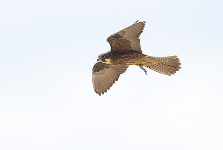 Eleonora's Falcon (Falco eleonorae) photo