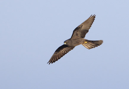Eleonora's Falcon (Falco eleonorae) photo