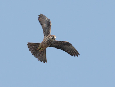 Eleonora's Falcon (Falco eleonorae) photo
