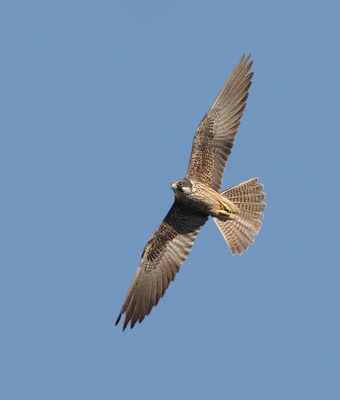 Eleonora's Falcon (Falco eleonorae) photo
