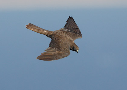 Eleonora's Falcon (Falco eleonorae) photo