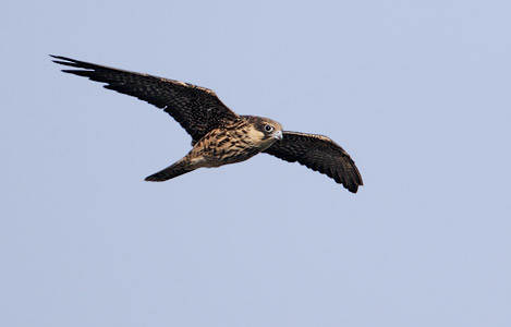Eleonora's Falcon (Falco eleonorae) photo