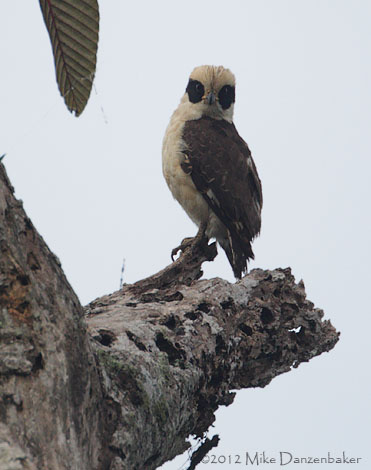 Laughing Falcon (Herpetotheres cachinnans) photo