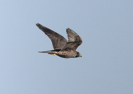 Peregrine Falcon (Falco peregrinus) photo