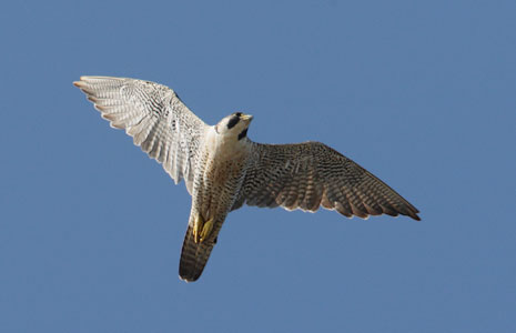Peregrine Falcon (Falco peregrinus) photo