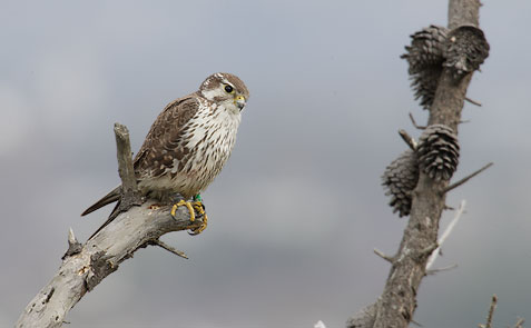 Prairie Falcon (Falco mexicanus) photo