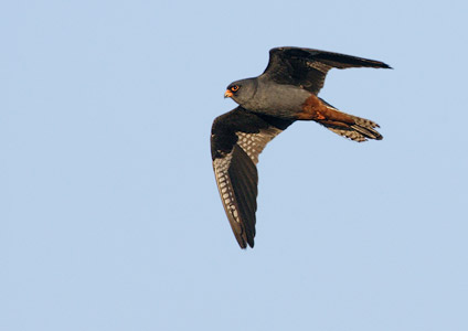 Red-footed Falcon (Falco vespertinus) photo