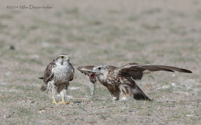 Saker Falcon (Falco cherrug) photo