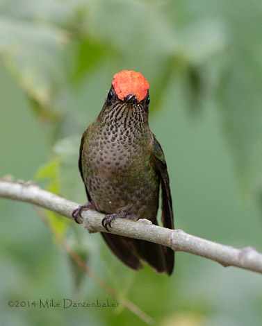Green-backed Firecrown (Sephanoides sephanoides) photo