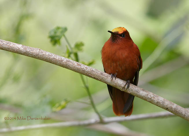 Juan Fernandez Firecrown (Sephanoides fernandensis) photo