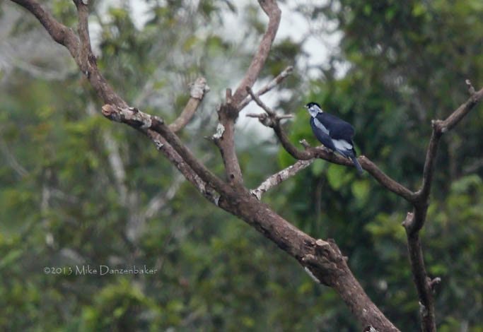 Bare-necked Fruitcrow (Gymnoderus foetidus) photo