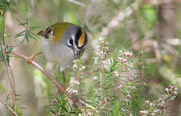 Madeira Firecrest (Regulus madeira) photo