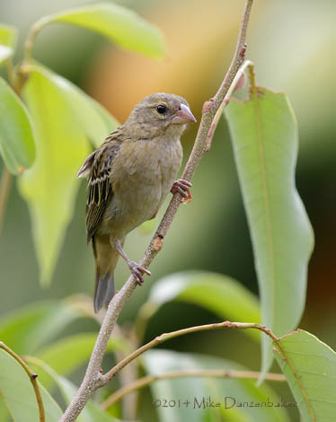 Red Fody (Foudia madagascariensis) photo