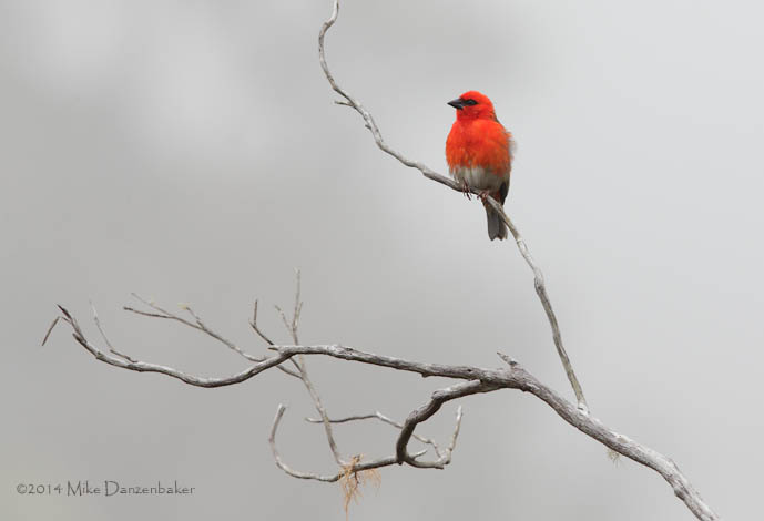 Red Fody (Foudia madagascariensis) photo