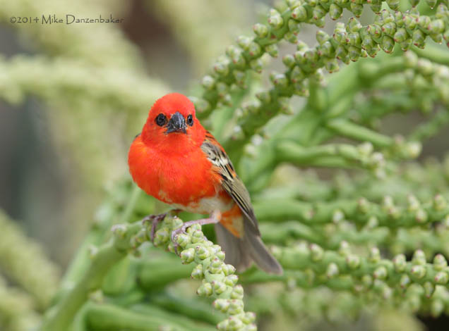 Red Fody (Foudia madagascariensis) photo