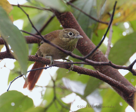 Montane Foliage-gleaner (Anabacerthia striaticollis) photo