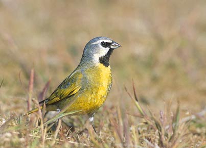 White-bridled Finch (Melanodera melanodera) photo image