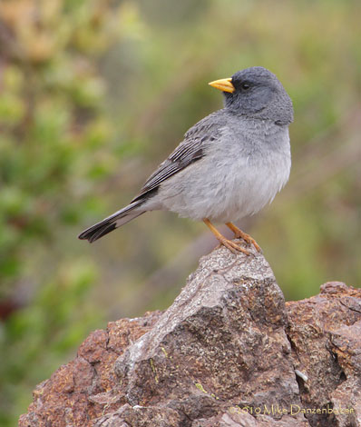 Band-tailed Sierra Finch (Phrygilus alaudinus) photo