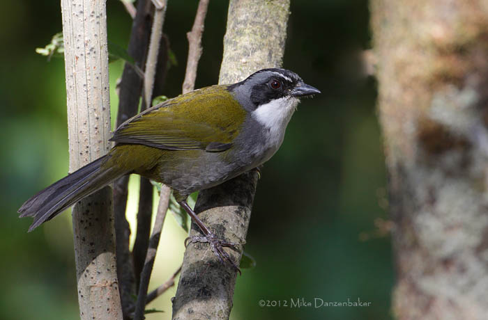 Gray-browed Brush-Finch (Arremon assimilis) photo