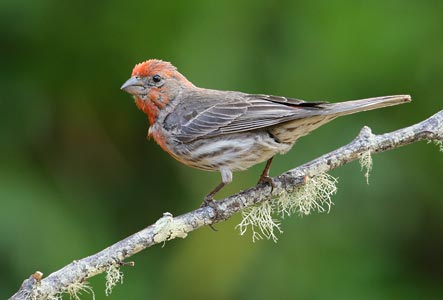House Finch (Carpodacus mexicanus) photo