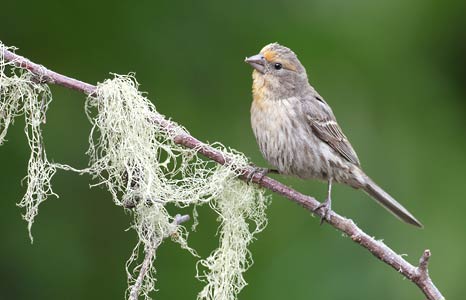 House Finch (Carpodacus mexicanus) photo