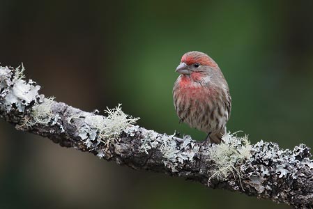 House Finch (Carpodacus mexicanus) photo