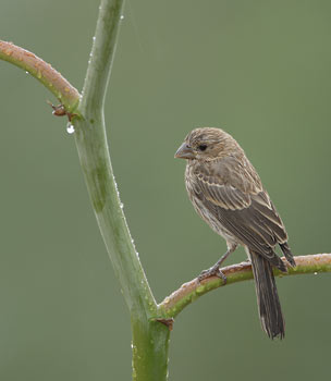 House Finch (Carpodacus mexicanus) photo