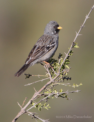 Mourning Sierra Finch (Phrygilus fruticeti) photo
