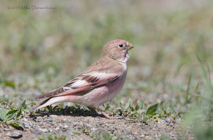 Mongolian Finch (Eremopsaltria mongolica) photo