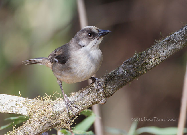 Pale-headed Brush-Finch (Atlapetes pallidiceps) photo
