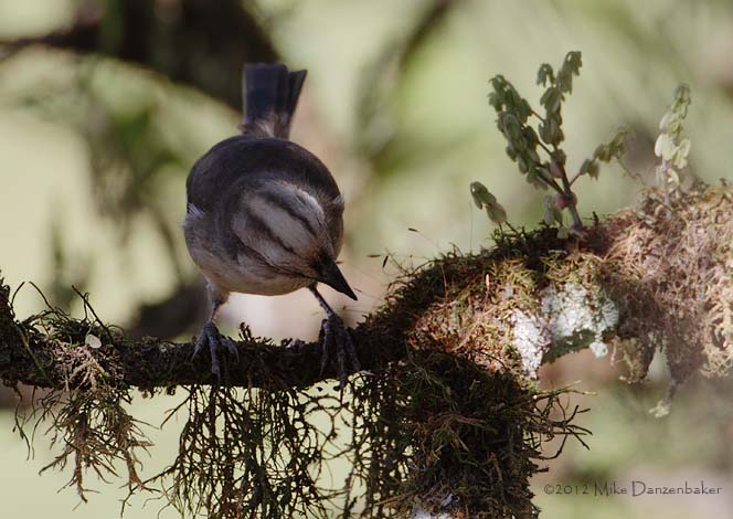 Pale-headed Brush-Finch (Atlapetes pallidiceps) photo