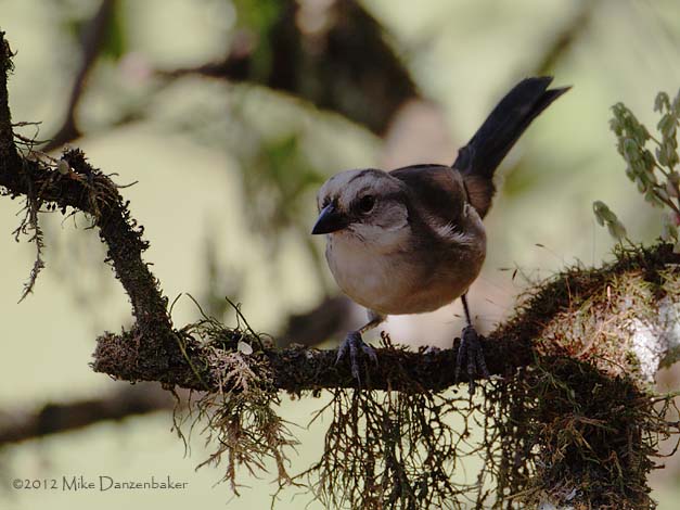 Pale-headed Brush-Finch (Atlapetes pallidiceps) photo
