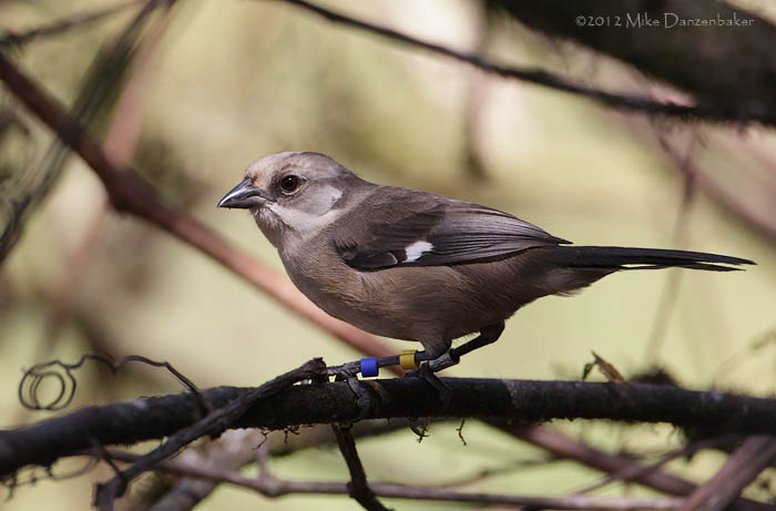 Pale-headed Brush-Finch (Atlapetes pallidiceps) photo