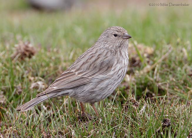 Plumbeous Sierra Finch (Phrygilus unicolor) photo