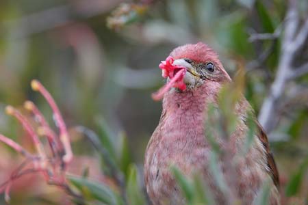 Purple Finch (Carpodacus purpureus) photo