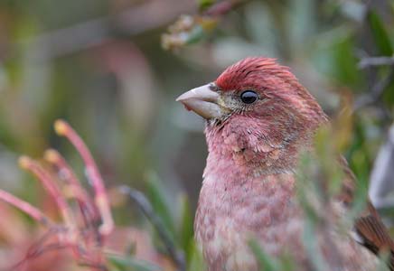 Purple Finch (Carpodacus purpureus) photo