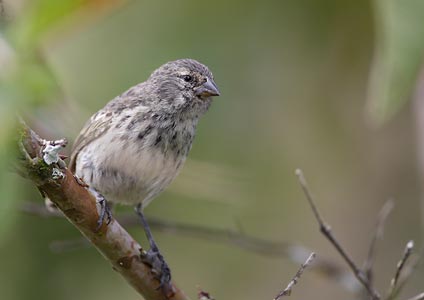 Small Tree-Finch (Camarhynchus parvulus) photo