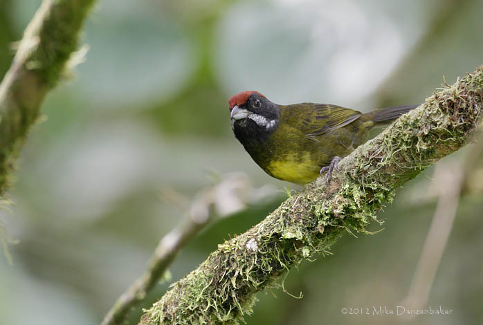 Sooty-faced Finch (Arremon crassirostris) photo