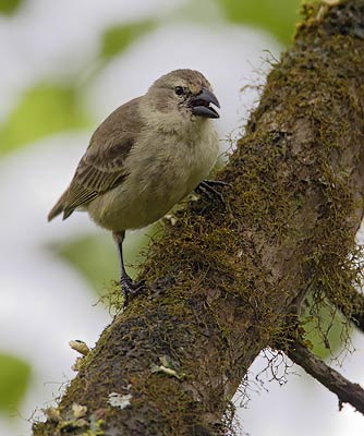 Woodpecker Finch (Camarhynchus pallidus) photo