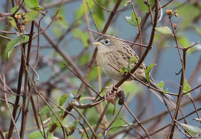 Wedge-tailed Grass-finch (Emberizoides herbicola) photo