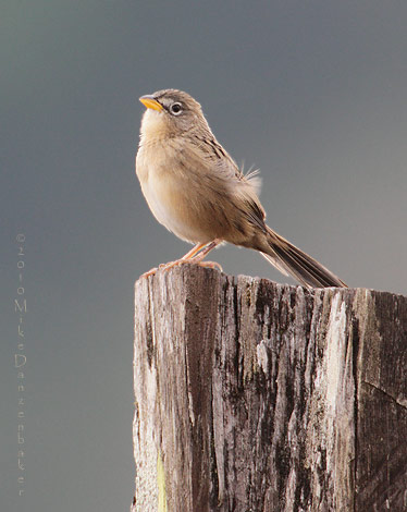 Wedge-tailed Grass-finch (Emberizoides herbicola) photo