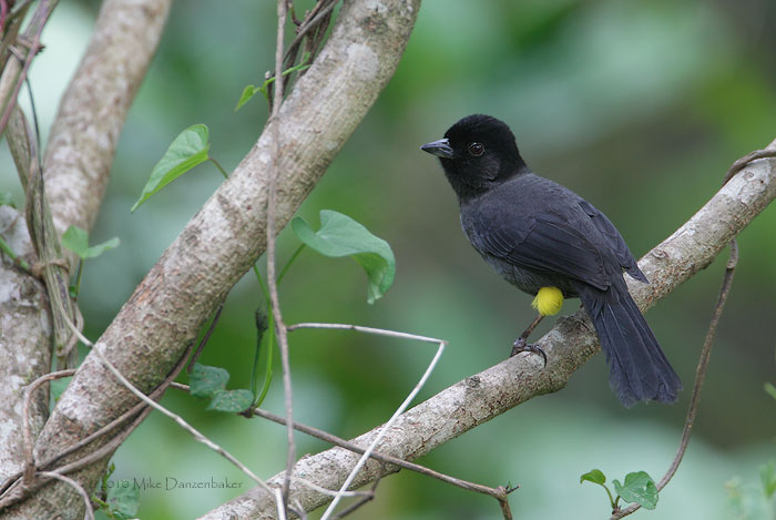 Yellow-thighed Finch (Pselliophorus tibialis) photo