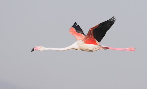 Greater Flamingo (Phoenicopterus ruber) photo