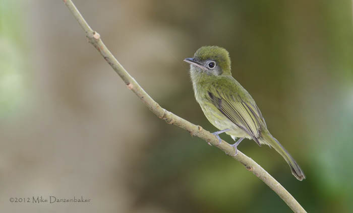 Eye-ringed Flatbill (Rhynchocyclus brevirostris) photo