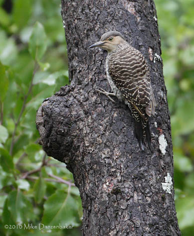 Chilean Flicker (Colaptes pitius) photo