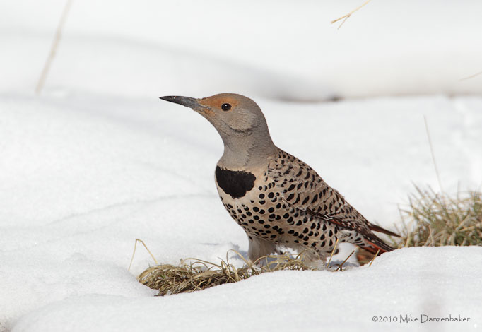 Northern Flicker (Colaptes auratus) photo