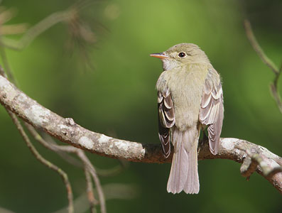 Acadian Flycatcher (Empidonax virescens) photo