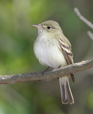 Acadian Flycatcher (Empidonax virescens) photo
