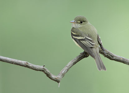 Acadian Flycatcher (Empidonax virescens) photo